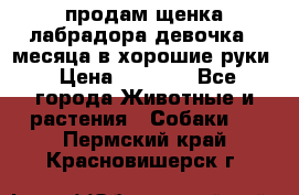 продам щенка лабрадора девочка 2 месяца в хорошие руки › Цена ­ 8 000 - Все города Животные и растения » Собаки   . Пермский край,Красновишерск г.